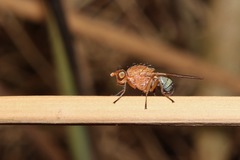 Meiosimyza appula