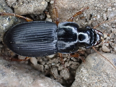 Harpalus laevipes