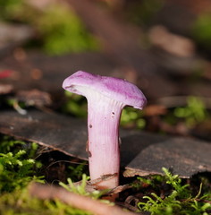Hygrocybe cheelii