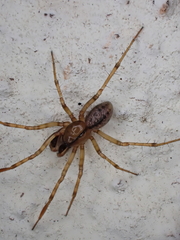 Stemonyphantes lineatus