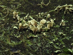 Thysanothecium scutellatum