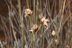 Schoenus subaphyllus