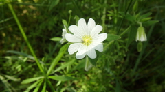 Cerastium nemorale