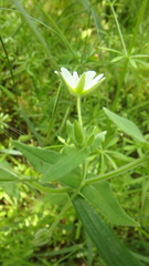 Cerastium nemorale