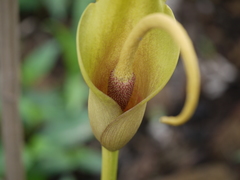 Amorphophallus commutatus
