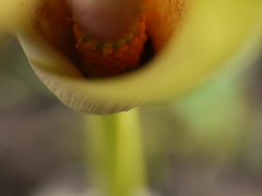 Amorphophallus commutatus