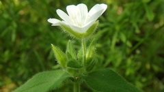 Cerastium nemorale