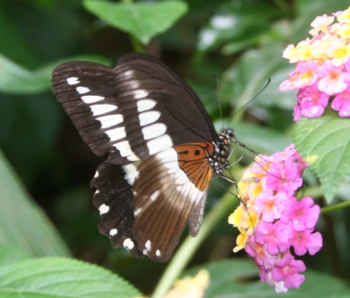 White-banded Swallowtail