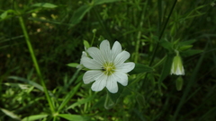 Cerastium nemorale