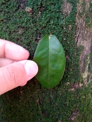 Aextoxicon punctatum