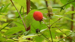 Rubus sumatranus