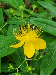 Hypericum monogynum