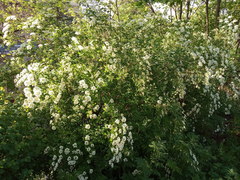 Spiraea media