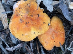 Lactifluus clarkeae