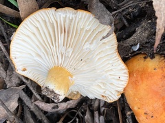 Lactifluus clarkeae