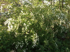 Spiraea media