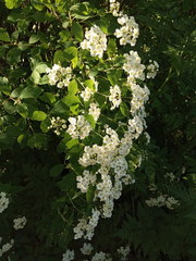 Spiraea media