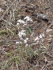Cardamine trifida