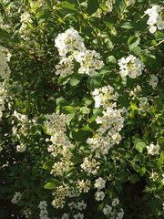 Spiraea media