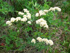 Spiraea alpina