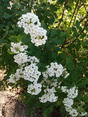 Spiraea media