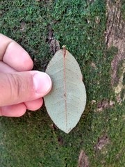 Aextoxicon punctatum