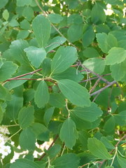 Spiraea media