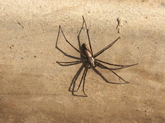 Euprosthenops australis