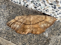 Chorodna ochreimacula