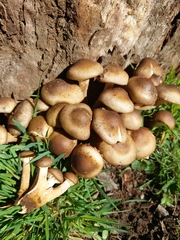 Armillaria luteobubalina