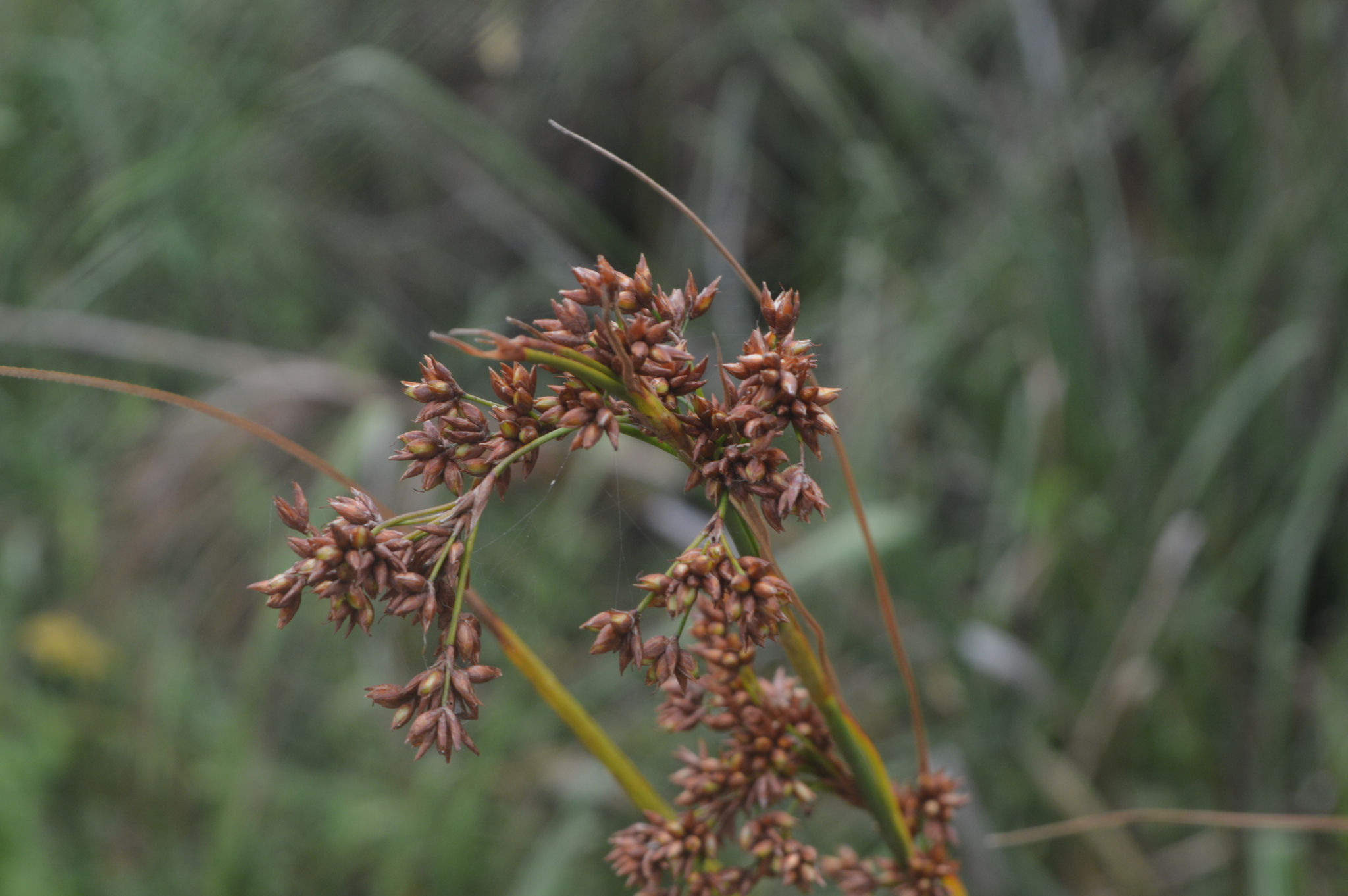 Rhynchospora marisculus