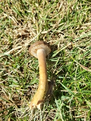 Armillaria luteobubalina