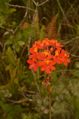 Epidendrum fulgens