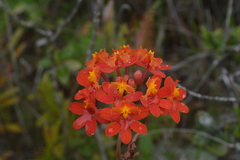Epidendrum fulgens