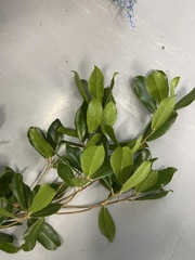 Quercus phillyreoides