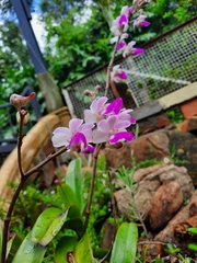 Aerides falcata