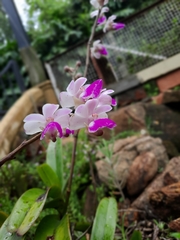 Aerides falcata