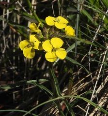 Erysimum jugicola
