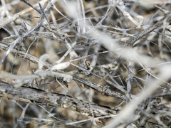 Pseudomogrus dalaensis