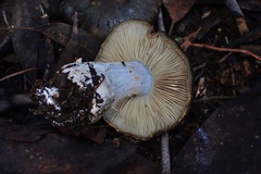Cortinarius austrocyanites
