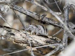 Pseudomogrus dalaensis