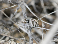 Pseudomogrus dalaensis