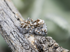 Pseudomogrus dalaensis