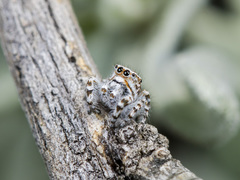 Pseudomogrus dalaensis