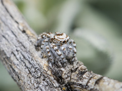 Pseudomogrus dalaensis