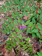 Lathyrus polyphyllus