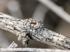 Pseudomogrus dalaensis