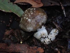 Cortinarius austrocyanites