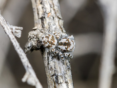 Pseudomogrus dalaensis