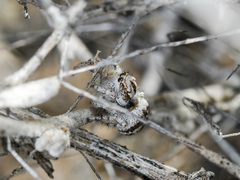 Pseudomogrus dalaensis